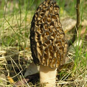 Morchella Conica