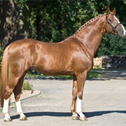 Belgian Warmblood