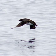 Craveri's Murrelet