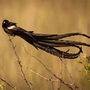 Long Tailed Widowbird