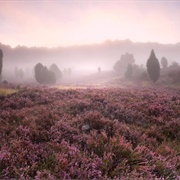 Luneburg Heath, Germany