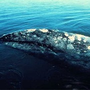 North Atlantic Gray Whale