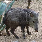 Javelina