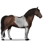 Kerry Bog - Dark Bay Tobiano