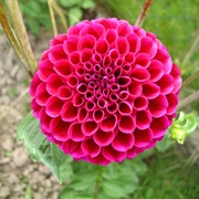 Dahlia