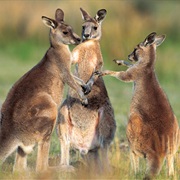 See Kangaroos