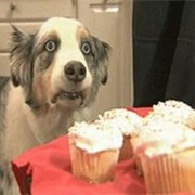 Cupcake Dog