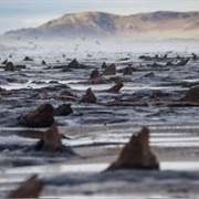 Petrified Forest, Borth, Wales