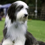 Polish Lowland Sheepdog