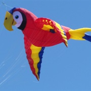 Parrot