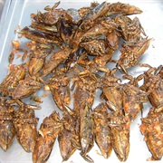 Giant Water Bugs (Belostomatidae)