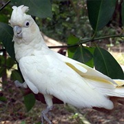 Red-Vented Cockatoo