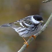 Blackpoll Warbler