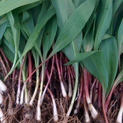 Wild Leek