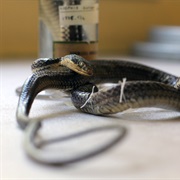 Lacepede's Ground Snake