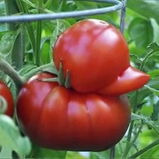 Tomato Duckie