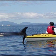 Kayaking the San Juan Islands