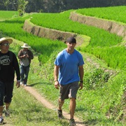 Trek Rice Paddy Fields