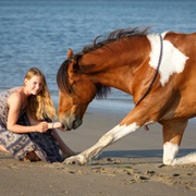 Teach Some Tricks to an Animal