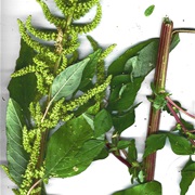 Chinese Spinach (Amaranthus Dubius)