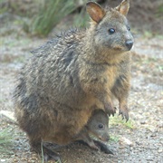 Tasmanian Pademelon