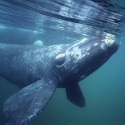 North Pacific Right Whale