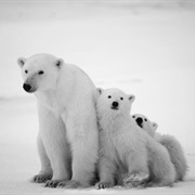 Polar Bear