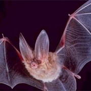 Bat