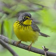 Canada Warbler