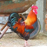 Rooster