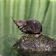 Water Shrew