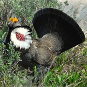 Dusky Grouse