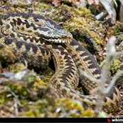 Cheile Nerei-Beusnita National Park, Romania