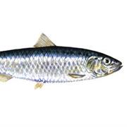 Sardine