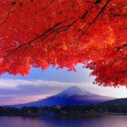 Enjoy the Autumn Colours