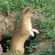 Indonesian Mountain Weasel