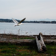 Birch Bay State Park, Washington