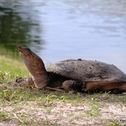 Soft Shelled Florida Turtle