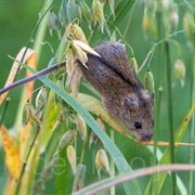 Striped Field Mouse