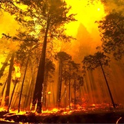 See a Forest Fire