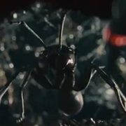 Ant-Thony