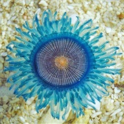 Blue Button Jellyfish
