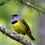 Mourning Warbler