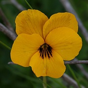 California Golden Violet (Viola Pedunculata)