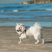 Japanese Spitz