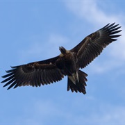 Eagle