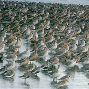 The Wash / Norfolk Coast AONB, England
