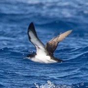 Townsend's Shearwater