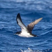 Townsend&#39;s Shearwater