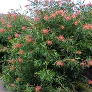 Grevillea